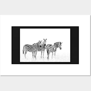 Zebra Trio in Winter Grass | African Wildlife Posters and Art